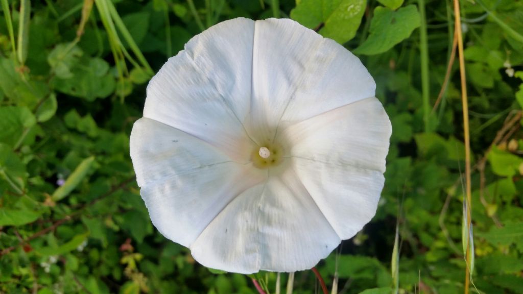 Campanula molto grande?  No, Calystegia silvatica (Convolvulaceae)